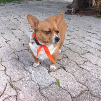 Orange Grooming - A happier Barney after getting his nails trimmed. A+ Pet Grooming! - Pet Groomers Near Me - Miami, Florida