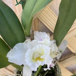 Carmela Orchids