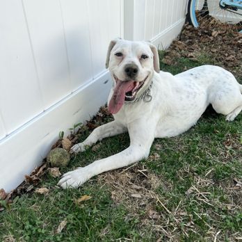Angie's Angels K9 Training - Pet Training Near Me Angie's Angels K9 Training - Pet Training Near Me
