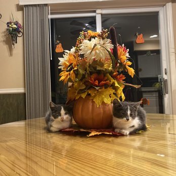 VCA Pine Bush Animal Hospital - Veterinarians Near Me - Pine Bush, New York VCA Pine Bush Animal Hospital - Veterinarians Near Me - Pine Bush, New York