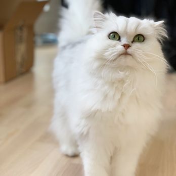 Park Slope Kitty Sitter - Pet Sitting Near Me - Brooklyn, New York Park Slope Kitty Sitter - Pet Sitting Near Me - Brooklyn, New York