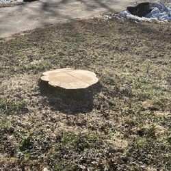 Full Circle Tree & Shrub - Tree stump after (I wanted it left, feels whimsical and can be a feature in my garden once I turn my front lawn into a magical oasis)