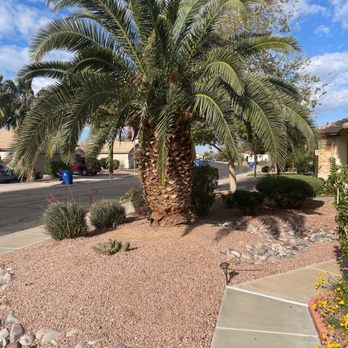 Tree Service Valle Del Sol - Before - Tree Services Near Me Tree Service Valle Del Sol - Before - Tree Services Near Me