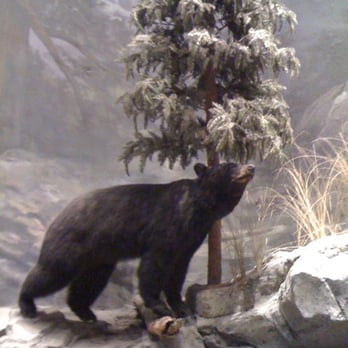 Bass Pro Shops - One of the cute bears! - Outdoor Gear Near Me - Manteca, California