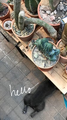 Cactus Store by null