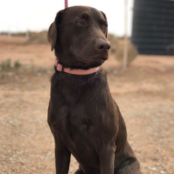 WhiteHeart K9 - Pet Training Near Me