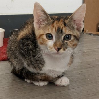 Mini Cat Town - Kitten - Pet Adoption Near Me - Pleasanton, California Mini Cat Town - Kitten - Pet Adoption Near Me - Pleasanton, California