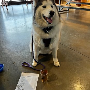 Dead Armadillo Brewery - a dog sitting on the floor - Breweries Near Me - Tulsa, Oklahoma Dead Armadillo Brewery - a dog sitting on the floor - Breweries Near Me - Tulsa, Oklahoma