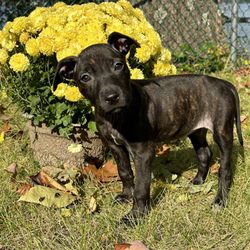 Out of the Pits - Jess rescued 10/1 Adopted 10/30