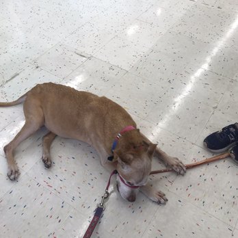 Petco - Pet Training Near Me - Orlando, Florida Petco - Pet Training Near Me - Orlando, Florida