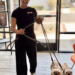 Allie & Paws - Our happy dogs coming back from the groomers