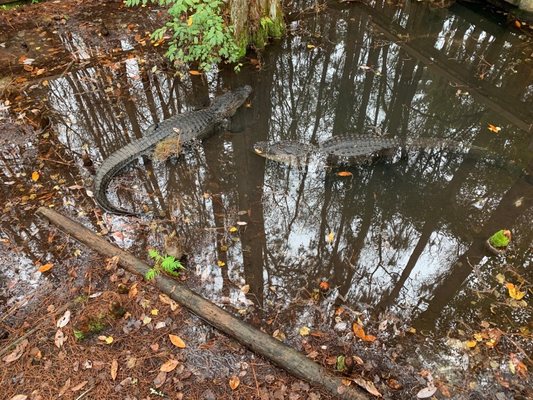 Okefenokee Swamp Park by null