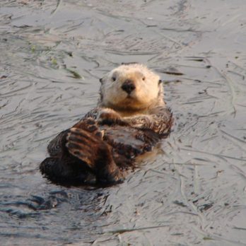 Anderson Inn - Morro Bay sealebrities Otters - Hotels Near Me - Morro Bay, California Anderson Inn - Morro Bay sealebrities Otters - Hotels Near Me - Morro Bay, California