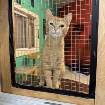 Heaven Can Wait - Sweet cat for adoption! Her name is Rosemary. - Community Service/Non-Profit Near Me - Norton Shores, Michigan Heaven Can Wait - Sweet cat for adoption! Her name is Rosemary. - Community Service/Non-Profit Near Me - Norton Shores, Michigan