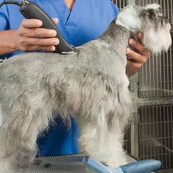 Killeen Animal Care - untitled - Pet Groomers Near Me - Killeen, Texas Killeen Animal Care - untitled - Pet Groomers Near Me - Killeen, Texas