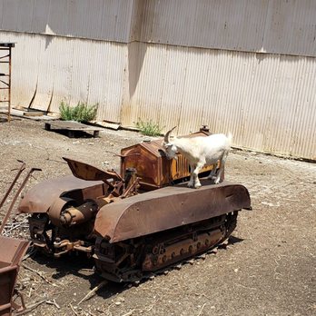 Hathaway Ranch Museum - The billygoat that lept onto a tractor. - Museums Near Me - Santa Fe Springs, California Hathaway Ranch Museum - The billygoat that lept onto a tractor. - Museums Near Me - Santa Fe Springs, California