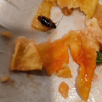Lee's Kitchen - The ragoon has been broken in pieces so the full size of the bug shows - Chinese Near Me - Universal City, Texas Lee's Kitchen - The ragoon has been broken in pieces so the full size of the bug shows - Chinese Near Me - Universal City, Texas