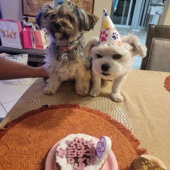 Jackboy's Dog Bakery - Milla's 8th birthday cake and Missy. - Pet Stores Near Me - Anaheim, California Jackboy's Dog Bakery - Milla's 8th birthday cake and Missy. - Pet Stores Near Me - Anaheim, California