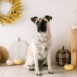 Fall mini session