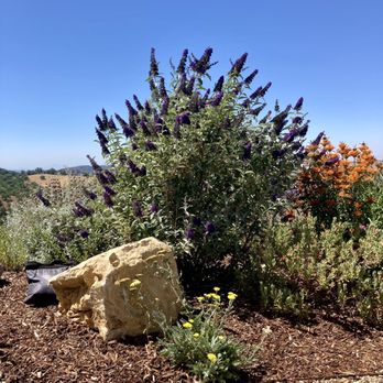 DAOU Vineyards - Wineries Near Me - Paso Robles, California DAOU Vineyards - Wineries Near Me - Paso Robles, California