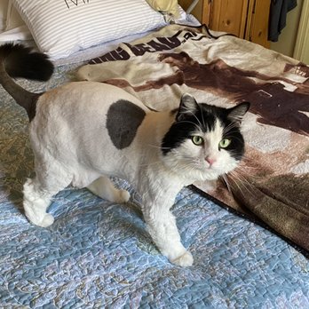 Dog Way Grooming Parlor - Pet Sitting Near Me - Cocoa, Florida