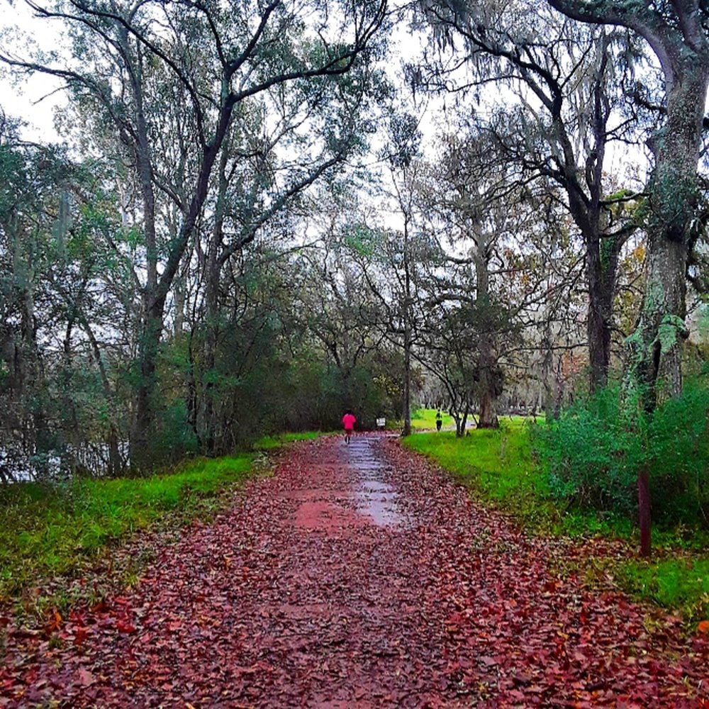 Brazos Bend State Park - Trail run adventures - Parks Near Me - Needville, Texas