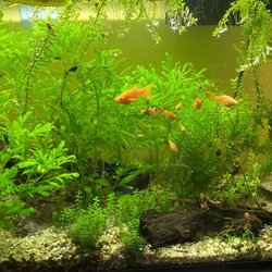 Kee's Aquarium & Pets - My first fishtank thriving thanks to the help of the employees