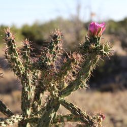 Ramblin’ Rose RV Park