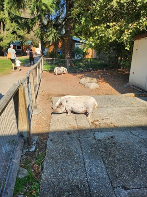 Maplewood Farm by null