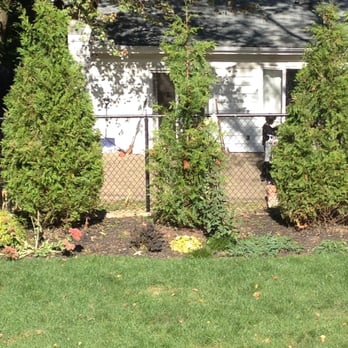 Alessandro's Landscaping & Design - this skinny, frail-looking green giant tree is what was replaced for our chunky leyland cypress that died - Landscaping Near Me - Oceanside, New York Alessandro's Landscaping & Design - this skinny, frail-looking green giant tree is what was replaced for our chunky leyland cypress that died - Landscaping Near Me - Oceanside, New York