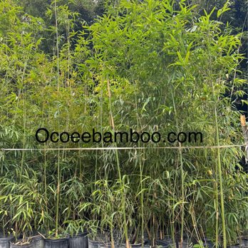 Ocoee bamboo Farm - 3 gallon Graceful bamboo - Nurseries & Gardening Near Me - Ocoee, Florida