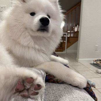 Petco - Waffle nice and white from grooming - Pet Stores Near Me - Medford, Oregon
