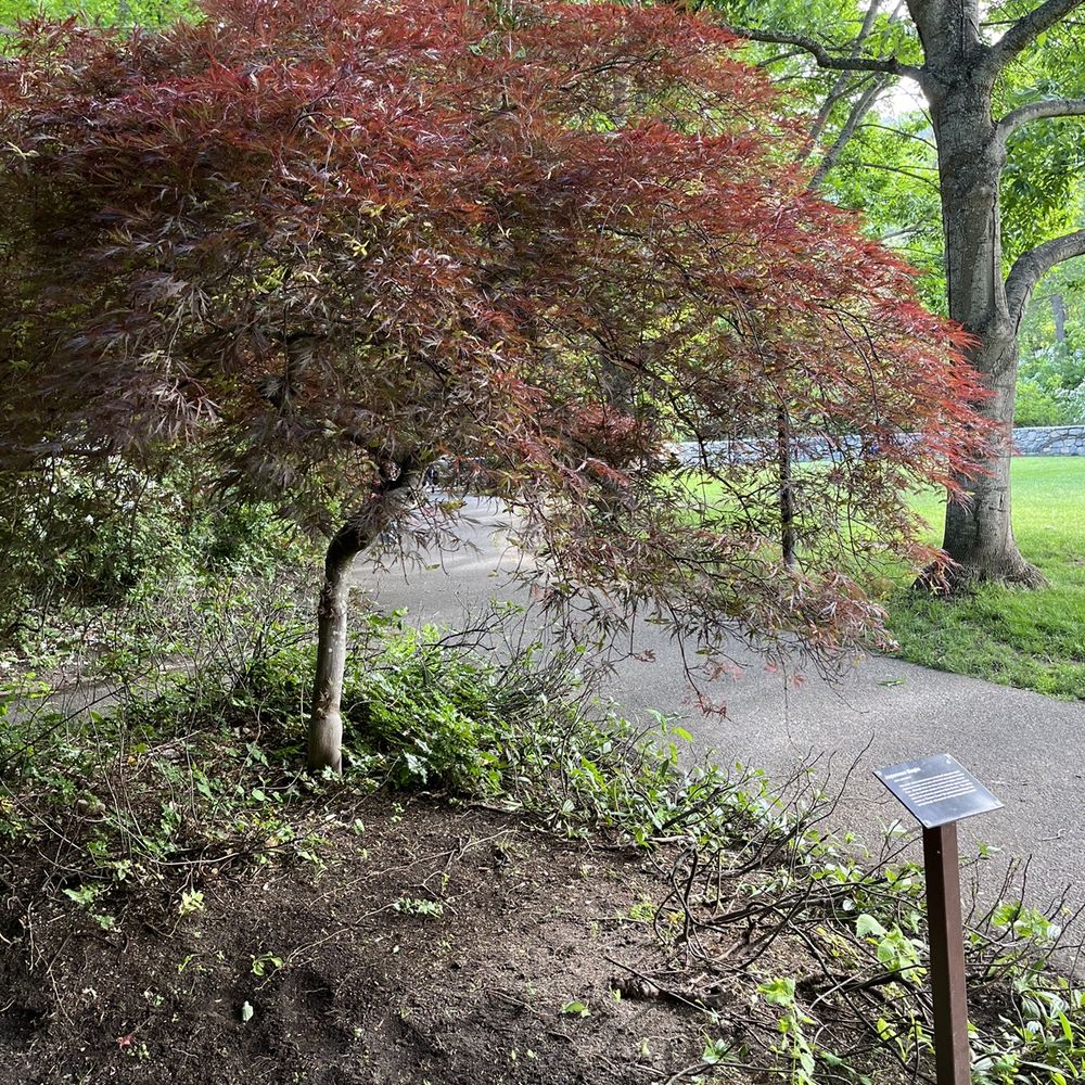 Lithia Park - This Lace-leaf Japanese Maple (left) and American Ash (right) are among several trees that grace the park. - Parks Near Me - Ashland, Oregon Lithia Park - This Lace-leaf Japanese Maple (left) and American Ash (right) are among several trees that grace the park. - Parks Near Me - Ashland, Oregon