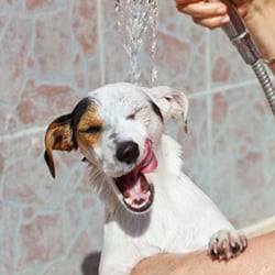 doggy day care sharston