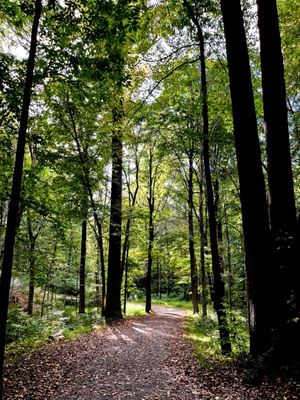 Rockefeller State Park Preserve by null