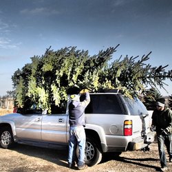 Spring Bluff Nursery - The "Perfect" Tree!