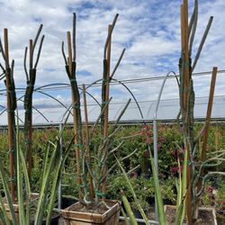 KK & R Nursery