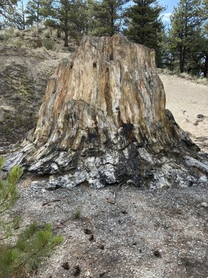 Florissant Fossil Beds National Monument by null