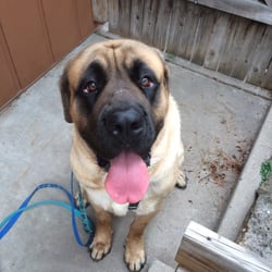 Proton Pawsitive Dog Training - Oakley as part of a long term behavioral adjustment package