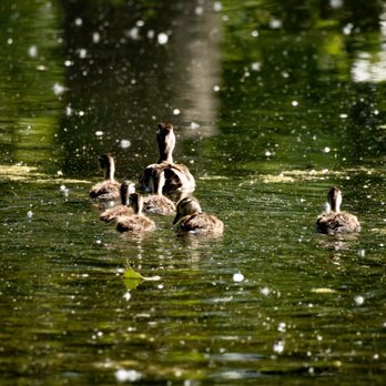 Hudson Gardens - A mama duck and her six ducklings gently floating down the stream a midst a breeze of cotton - Venues & Event Spaces Near Me - Littleton, Colorado