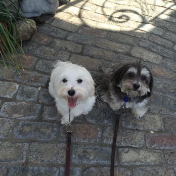 JJ's Animal Training - Pet Training Near Me JJ's Animal Training - Pet Training Near Me