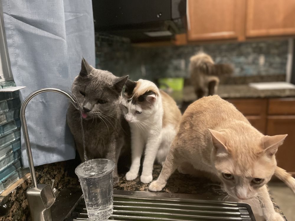 Slide of Loyalty Plumbing