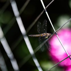 Friends of Laurelwood Arboretum - Dragonfly