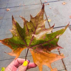 Ella Bailey Park - Collecting September Seattle memories...one leaf at a time.
