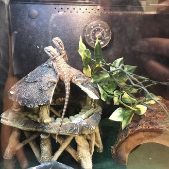 PetSmart - bearded dragons seemed super cool ... I wonder if they eat nasty crickets & other bugs!? - Pet Training Near Me - Turnersville, New Jersey