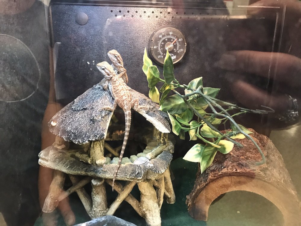 Bearded Dragons Seemed Super Cool I Wonder If They Eat Nasty