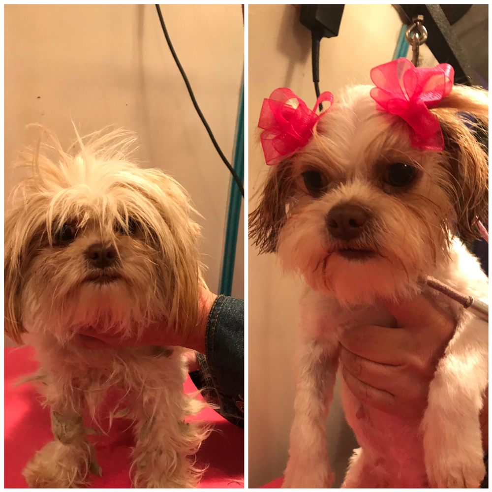 A GENTLE TOUCH MOBILE PET GROOMING 39 Photos & 19 Reviews Pet