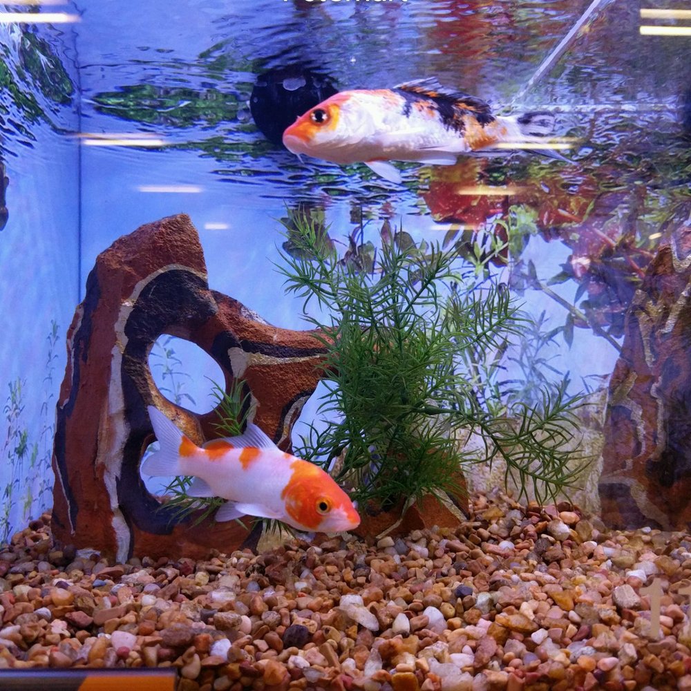 PetSmart - Koi - Pet Training Near Me - Rosemead, California PetSmart - Koi - Pet Training Near Me - Rosemead, California
