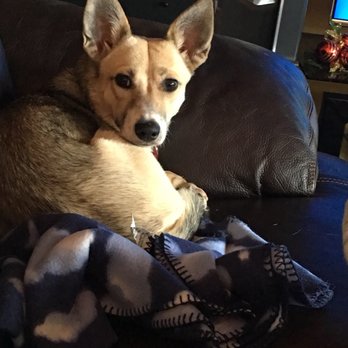 Central Texas SPCA - Animal Shelters Near Me - Leander, Texas
