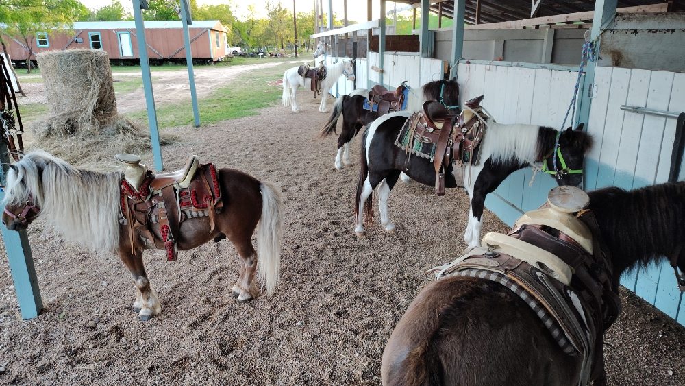 yoeli ponys rides - equestrian in Cedar Creek, TX